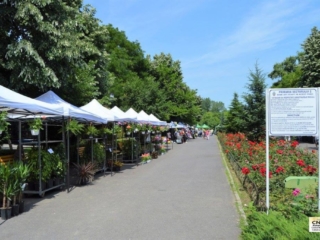 Festivalul Florilor (11)