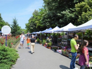 Festivalul Florilor (3)